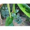 hope's garden ICE CREAM (BLUE JAVA)Live Musa Banana Tree-WELL ROOTED
