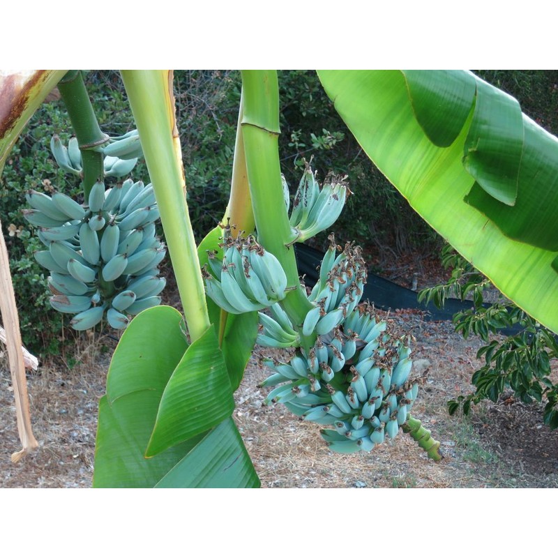 hope's garden ICE CREAM (BLUE JAVA)Live Musa Banana Tree-WELL ROOTED