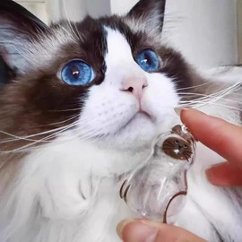 Anpyxun 6 Pcs Cat Hair Keychain Keepsake - Clear Acrylic Fur Memorial Capsule for Pet Hair Preservation