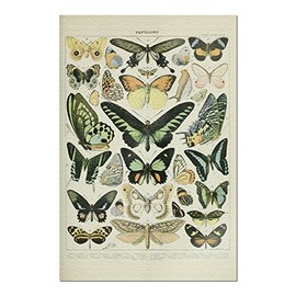 Butterflies - B - Vintage Bookplate - Adolphe Millot Artwork (Premium 1000 Piece Jigsaw Puzzle for Adults, 19x27)