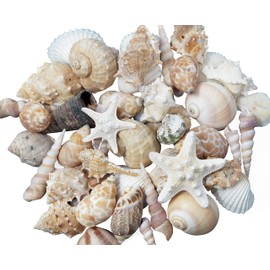 Tumbler Home Medium Sized Shells in a Delightful Mix of Whites, Tans and Pinks | 1 Pound | Perfect for Crafts, Beach Home Decor, Weddings, Vase Filler and Classrooms