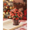 rowood Artificial Poinsettia Flower Kit TF001, 3D Puzzle DIY Wooden