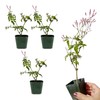 Generic Mini Pink Jasmine Vine, Fragrant and Live Houseplant, 2