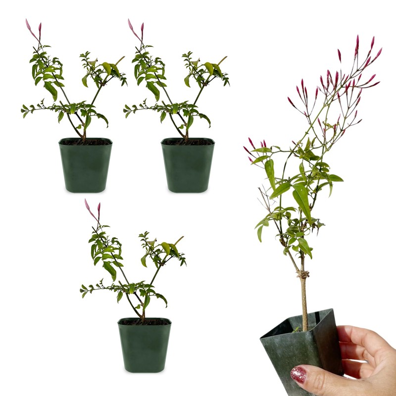 Generic Mini Pink Jasmine Vine, Fragrant and Live Houseplant, 2