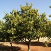 Palm Beach Medicinal Herbs - African Marula Tree (Sclerocarya birrea)