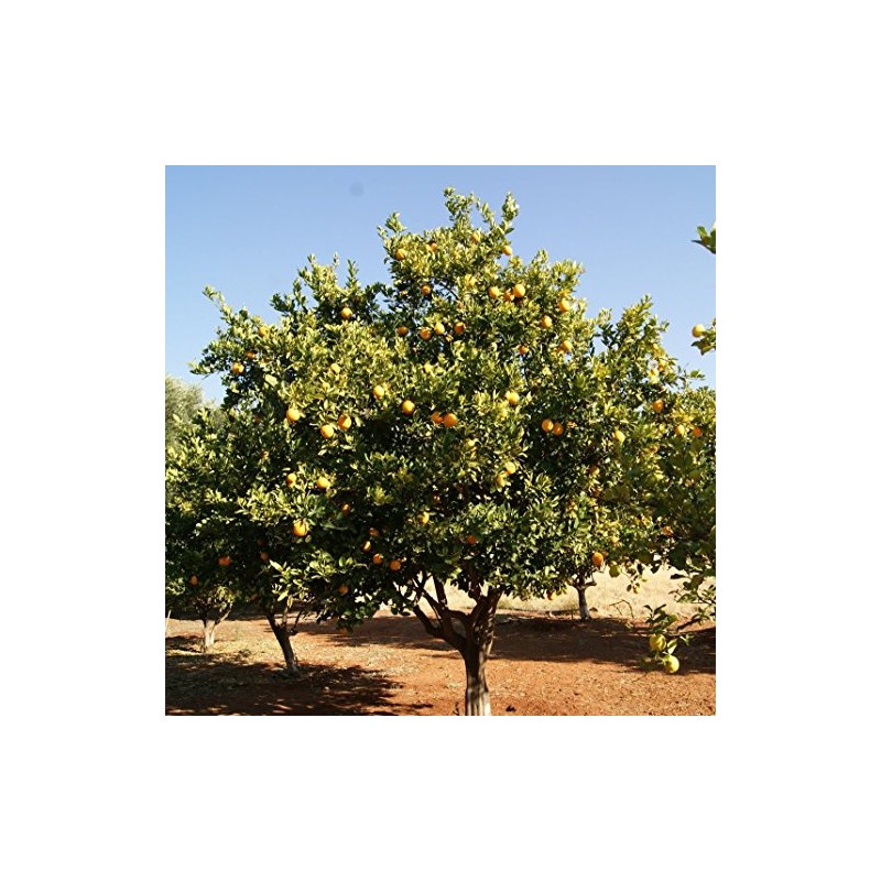 Palm Beach Medicinal Herbs - African Marula Tree (Sclerocarya birrea)