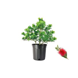 Little John Dwarf Bottlebrush | 3 Large Trade Gallon Size Plants | Callistemon Compact Heavy Blooming Shrub