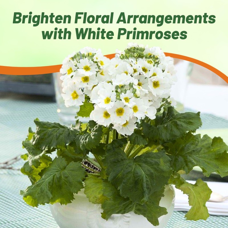 Outsidepride White Fairy Primrose Seeds - 1000 Pcs Perennial, Hardy,