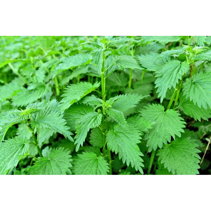 Lowhill Valley Stinging Nettle Root - Urtica dioica for Natural