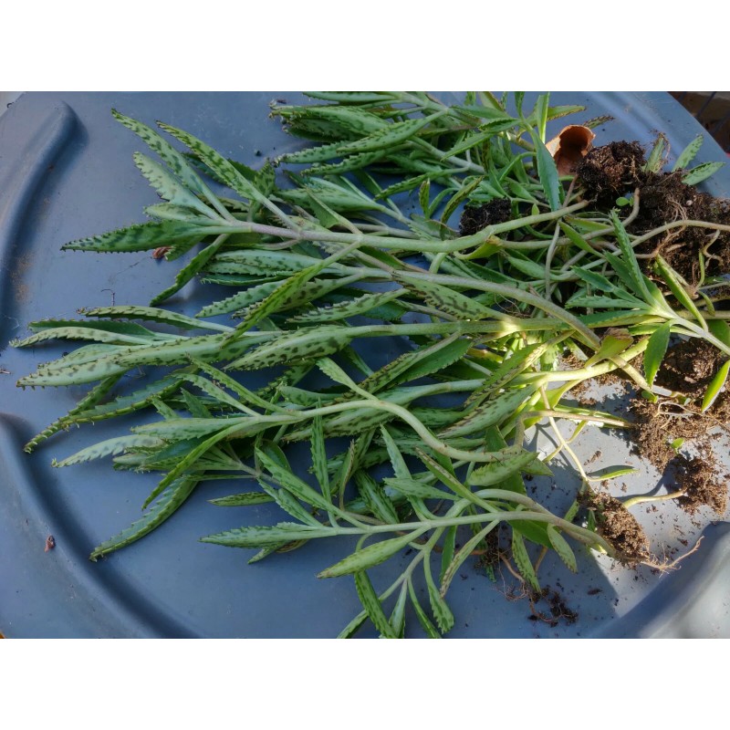 Unbranded 1 KALANCHOE MADRE DE MILES ARANTO MOTHER OF THOUSANDS