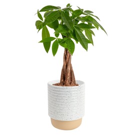 Costa Farms Money Tree Live Plant in Plastic Pot, Easy to Maintain, Large Indoor Houseplant, Perfect for Home, Room, or Office Decor, Great House Warming or Birthday Gift, 3-4 Feet