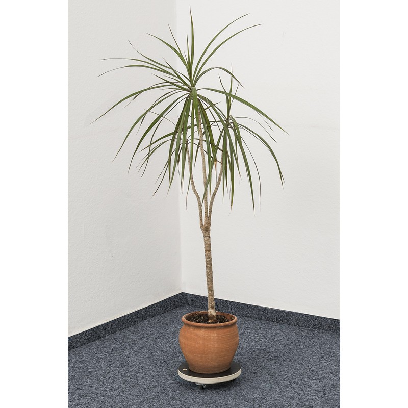 Transport Roller Ø 200 mm, 100 kg, Coated plywood, PP