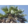 Leovet - Leather Balsam - petroleum free