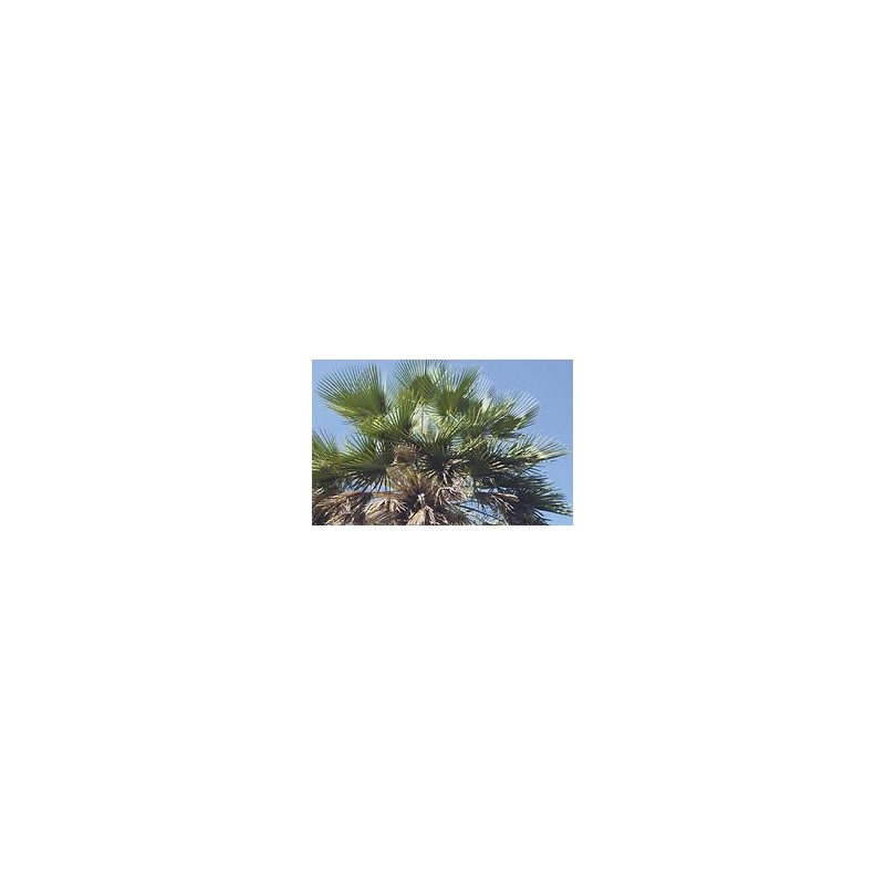 Leovet - Leather Balsam - petroleum free