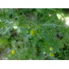 Lakeside Seeds Matricaria discoidea (Pineapple Weed) wildflower seed pack, Annual