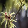 PRIORITY HEALTH AID WITCH HAZEL LEAF With Absolutely No Additives