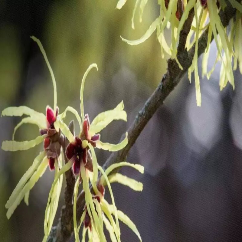PRIORITY HEALTH AID WITCH HAZEL LEAF With Absolutely No Additives