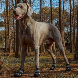 SGSPET Dog Shoes, Waterproof Dog Boots & Paw Protectors with Anti-Slip Sole, 4pcs/Set Pet Dog Booties, Reflective Dog Shoes for Small Medium Large, Winter Snowy Summer Hot Pavement (Black, 7# (XL))