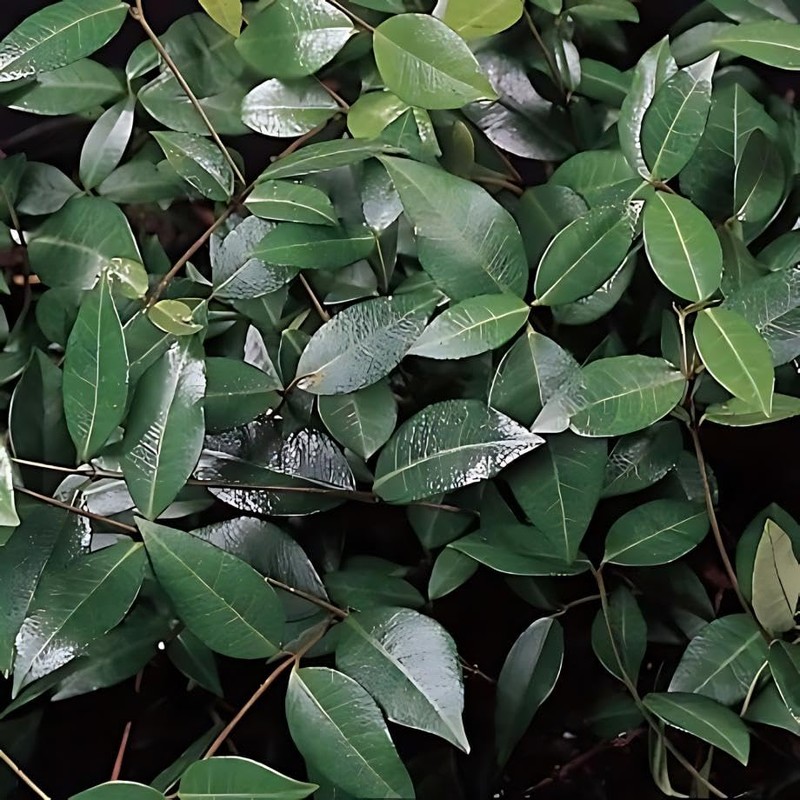 Classy Groundcovers, Asiatic/Dwarf Asian/Minima/Japanese/Yellow Star Jasmine (50 Bare Root Plants)
