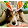 Midlee Carrot Bunny Ears Easter Dog Headband Costume (Large)