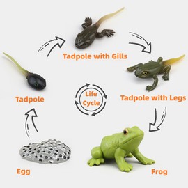 Montessori Frog Life Cycle Flash Cards, Plastic Insects Tadpole to Frog Kit Toy, Realistic Animal Figurines