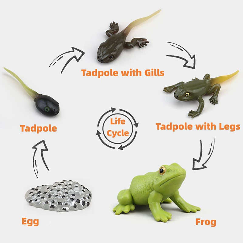 Montessori Frog Life Cycle Flash Cards, Plastic Insects Tadpole to