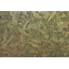 Selection Rabelais French Lemon Verbena Odorata, Aloysia triphylla, Leaf 1.7oz