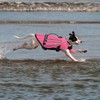 Surblue Dog Life Jackets, Dog Life Vests for Swimming, Beach