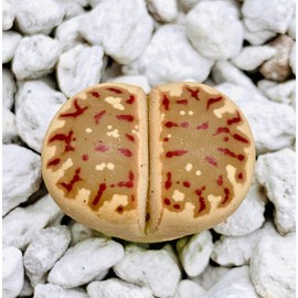 Micro Landscape Design Lithops Dorotheae 15 Seeds Freshly Harvest with a Mini Live Lithops and Germination Kit