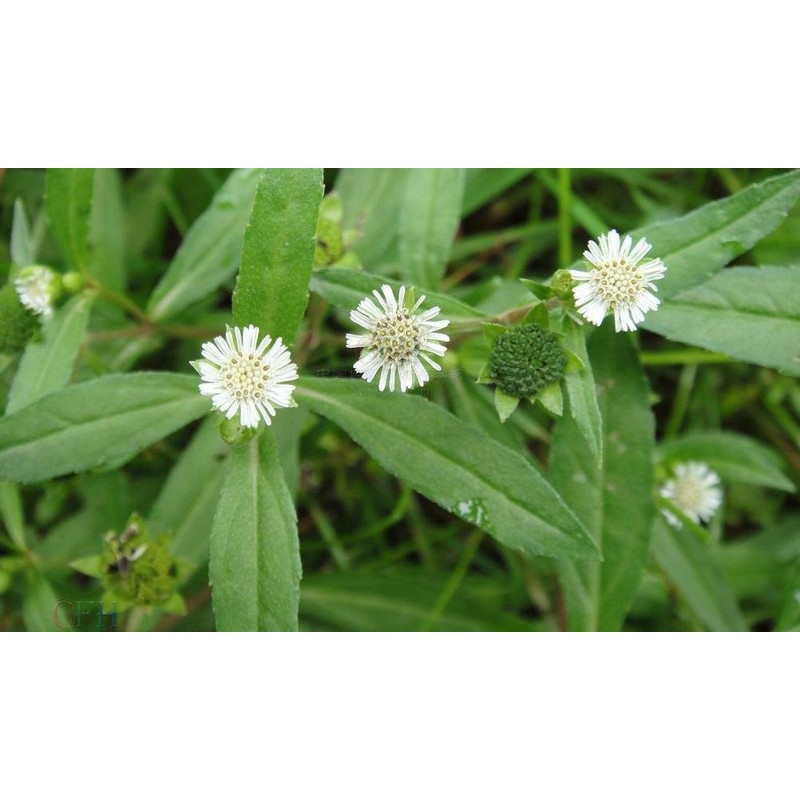 50 Seeds Eclipta Alba False Daisy, Yerba De Tago,