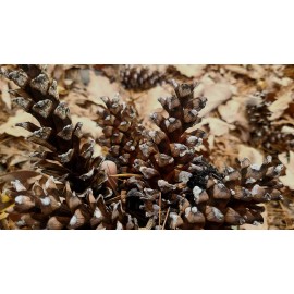 Natural 25 PINE CONES, 4” To 7” Crafts Holiday Wreath Rustic Decor Christmas large Fresh