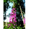 Alaska Fireweed Flower - Chamaenerion angustifolium - 1000+ Seeds -