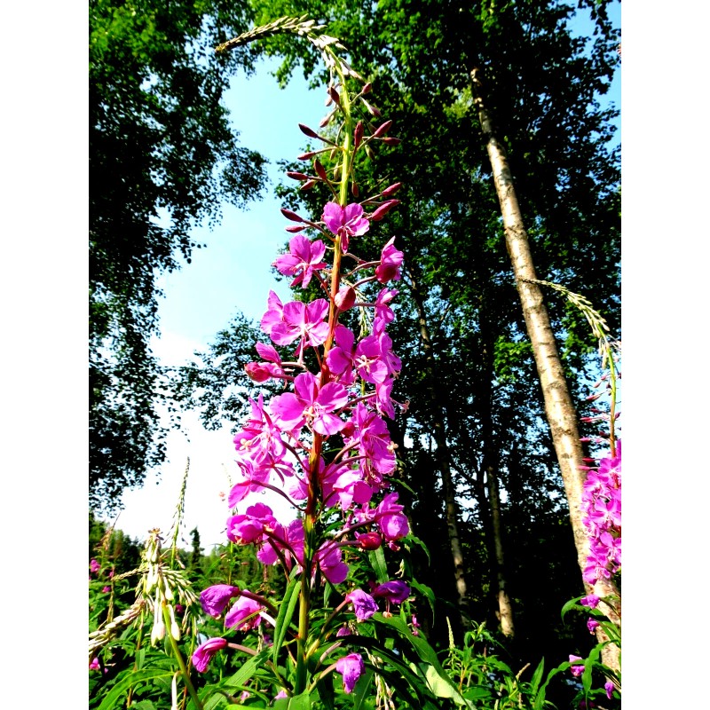 Alaska Fireweed Flower - Chamaenerion angustifolium - 1000+ Seeds -