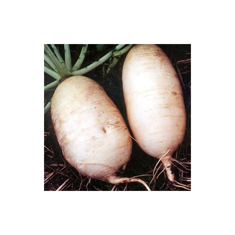 Radish Seeds - Giant Luo Buo - 2 g Packet