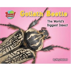 Goliath Beetle: One of the Worlds Heaviest Insects (Super Sized!)