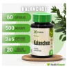 Kit Schissandra Complex Shatavari Ginseng Kalanchoe Sin Sabor