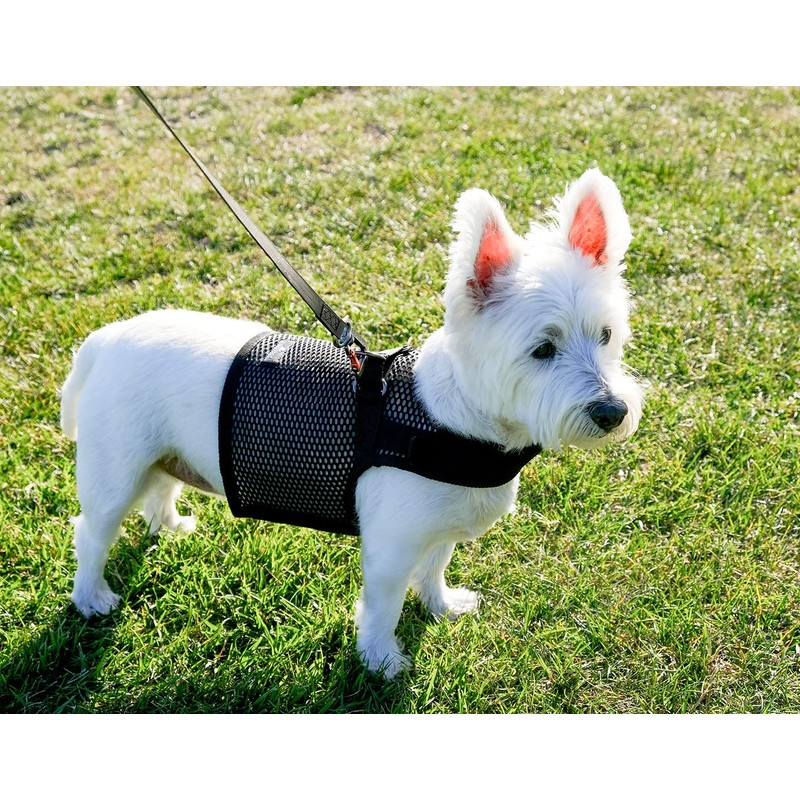 Sleepypod Martingale Dog Harness (Small, Glacier Silver)