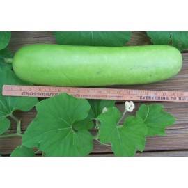 Buy Rare Seeds Lagenaria siceraria | Birdhouse Gourd | Calabash Corsican | Tasmania | 10_Seeds
