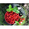 Seeds Wild Strawberry Alexandria 100+ Seeds to Grow Perennial