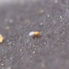 Bug Sales Trichogramma 3 Squares/ 12,000 Eggs