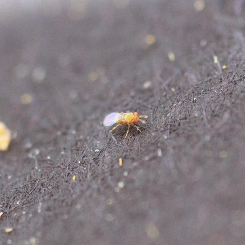 Bug Sales Trichogramma 3 Squares/ 12,000 Eggs