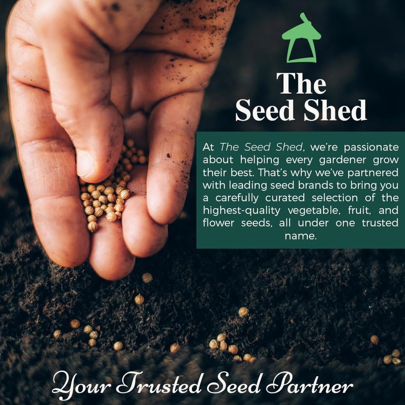 Kale Black Magic Seeds – Improved Variety, Specially Bred for