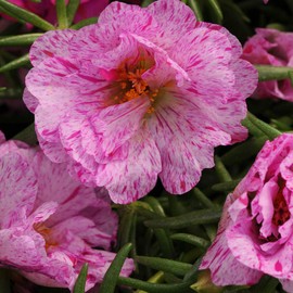 Outsidepride Portulaca Moss Rose Happy Hour Peppermint Ground Cover Plant Seed - 250 Seeds