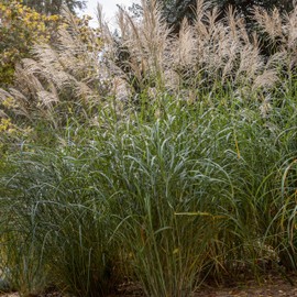 Bloomingbulb Ornamental Grass, Silver Feather Grass, Outdoor Planting, Decorative Garden Grass, 3 Root Divisions, Zones 4-9