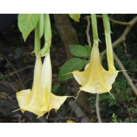 Buy Rare Seeds Brugmansia insignis Jean Pasko | 10_Seeds