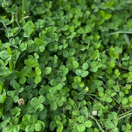 Mountain Valley Seed Company Micro Clover Seeds for Lawn - Microclover Seed for Planting - 1 Lb. ~400,000 Seeds - Drought-Tolerant Mini Clover Seed - Grass Alternative Miniclover Seeds for Lawn - by Mountain Valley Seed Company.