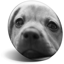 Destination Vinyl ltd Magnet for Refrigerator, Fridge BW - Cute Dachshund Puppy Dog Face for Office, Cabinet and Whiteboard, Magnetic Stickers, 36497