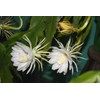 White Queen of The Night Orchid Cactus Cutting, Epiphyllum Oxypetalum