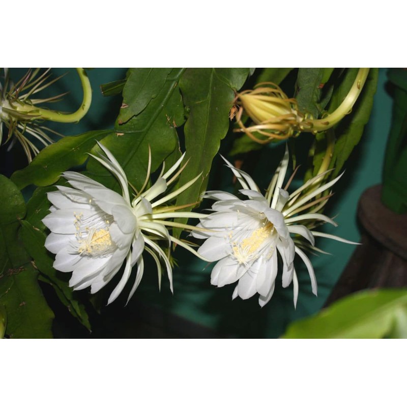 White Queen of The Night Orchid Cactus Cutting, Epiphyllum Oxypetalum