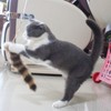 Fosrion Real Raccoon Tail Fur Cat Bites Toy with Three